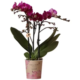Kolibri Orchids Lila Phalaenopsis Orchidee Morelia Topfgröße 9cm