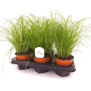 3x Cyperus 'Zumula' Katzengras - Haustierfreundliche Zimmerpflanze - Gesundes Grün für Katzen - Ø12 cm - 20-25 cm - Pflegeleicht & Luftreinigend