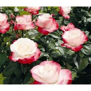 Edelrose 'Nostalgie®', Creme, Rot