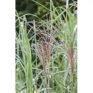 Pflanzen Für Dich Miscanthus Sinensis Malepartus Chinaschilf Ca. 9x9 cm Topf