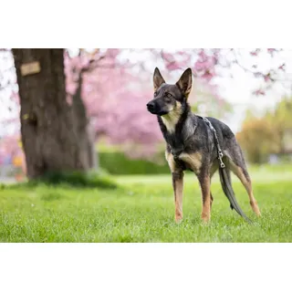 Wolters Hundeleine Professional Comfort olive/schwarz