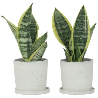 Plant in a Box - Sansevieria 'Futura Superba' Höhe 35-40cm