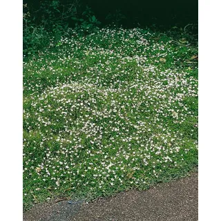 Pflanzen für Dich Staude Pratia ped. Treadwellii, 1 St., Himmelsblümchen, Kriechende Lobelie blau