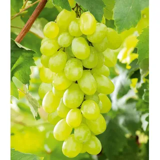 BALDUR Garten 1x Kernlose Tafel-Traube 'New York®', Pflanze im 11 cm-Topf, Weinreben, Vitis vinifera, winterhart, mehrjährig, resistent gegen Kra...