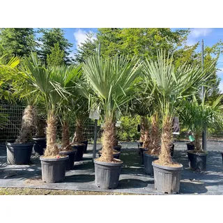 Trachycarpus Fortunei Chinesische Fächerpalme, 140-160 cm, Stammhöhe 30-35 cm, Winterhart bis -18°C, Topf Ø 33 cm