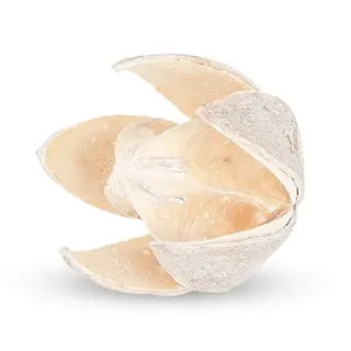 NaDeco Wildlilie weiß ca. 6cm Soymida febrifuga Trockenblumen Naturdeko exotische Naturdekoration