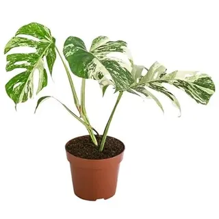 Monstera Deliciosa Variegata 40-50 cm – Seltene Rarität | Exotische Zimmerpflanze mit einzigartiger Panaschierung