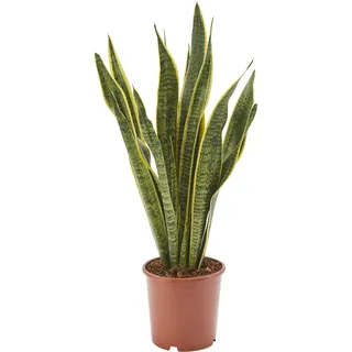 AIRY Bogenhanf (Sansevieria Trifasciata) • Luftreinigende Pflanze • Topf-Ø ca. 17cm, Höhe mit Topf ca. 65cm • Zimmerpflanze in gärtnerischer Qualität • Sicherer Pflanzenversand • Deutsche Gärtnerei