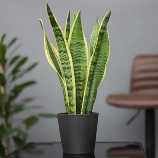 Bogenhanf 'Futura Superba', Topf-Ø 14 cm, Höhe ca. 45 cm