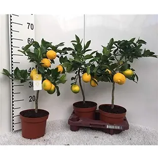 Zitronenbaum Meyer -Lisa- 30 cm ohne Früchte Citrus Meyer Lemon