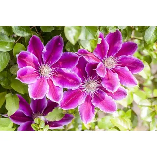 Pflanzen Für Dich Kletterpflanze Clematis Hybride Dr. Ruppel