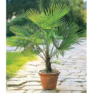 BALDUR-Garten 1x Winterharte Kübel-Palme, Pflanze im 13 cm-Topf, Chinesische Hanfpalme, Freilandpalme, Gartenpalme,Trachycarpus fortunei, frosthart und trockenresistent