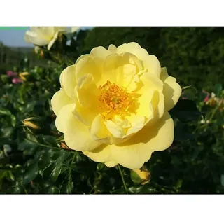 Bodendeckerrose  (Rosa 'Sunny Rose'  -R-, Topfvolumen: 4,5 l, Zartgelb)