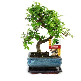 EXOTENHERZ Bonsai Chinesische Ulme Ulmus Parviflora ca. 6 Jahre