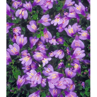 BALDUR Garten Bodendecker Bodendecker 'Mazus Reptans', 3 St., Lippenmäulchen, immergrün, winterhart, mehrjährig lila