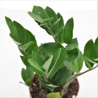 Zamioculcas zamiifolia - 12cm