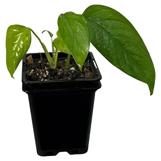 Fensterblatt Rarität  (Monstera obliqua misahualli, Topfgröße: 9,4 cm)