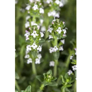 Pflanzen Für Dich Thymus serpyllum var.albus, Sandthymian weiß, ca. 9x9 cm Topf