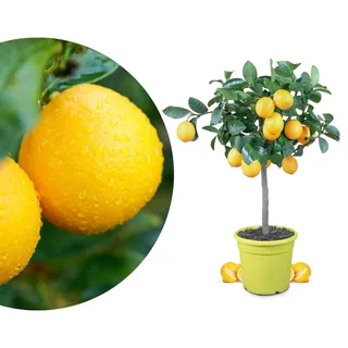 Meine Orangerie Meyer-Zitrone - echte Zitruspflanze - veredelter Zitronenbaum - Citrus limon 'meyeri' - Meyer Lemon - Fruchtreife Zitronen Pflanze in Gärtnerqualität (Mezzo [M])