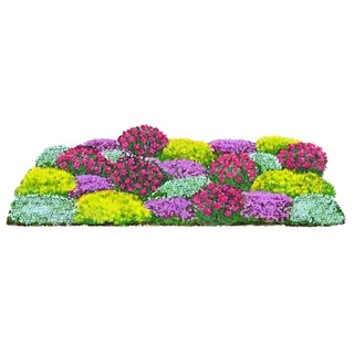 Dehner Bio Stauden-Set Bodendecker Patchwork, 24-teilig, Bunt