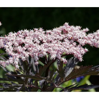 Dehner Holunder Black Tower, Dunkelrot