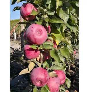 Säulen-Apfelbaum Garden Fountain  (Malus domestica, Erntezeit: September)
