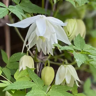 Clematis Albina Plena weiß, 2L Topf, frostfest, blüht April-Mai, kein Schnitt nötig