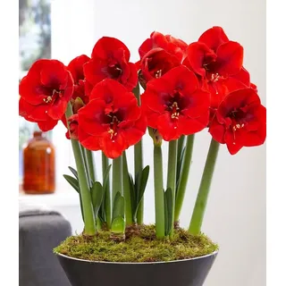 BALDUR Garten Zimmerpflanze XL Amaryllis 'Red Lion', 1 St., Ritterstern, mehrjährig, tiefrot, großblütig, pflegeleicht rot