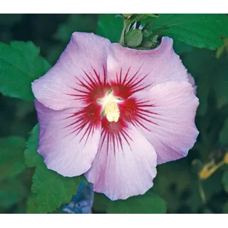Dehner Hibiskus Maike, - Garten-Eibisch