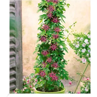 BALDUR Garten Winterharte Passionsblumen 'Ladybirds Dream', 1 Pflanze, Passiflora Hybride, schmetterlingsfreundlich,winterhart bis ca. -10° C, mehrjährig, blühend