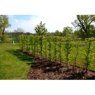 10st. Hainbuchen 80-120cm XXL Buschig im 3L Topf gemessen Heckenpflanzen Carpinus betulus Hecke Weißbuche Gartenhecke Hainbuche Heckenpflanzen