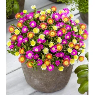 BALDUR Garten Bodendecker Winterharte Eisblumen 'Summer Mix', 3 St., Mittagsblume, reichblühend, winterhart, mehrjährig, pflegeleicht bunt