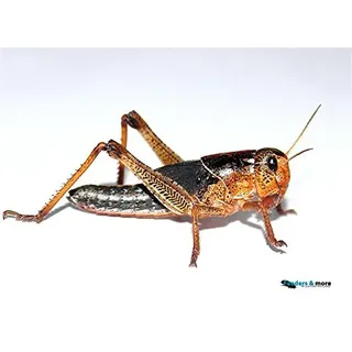 Feeders & More - Heuschrecken - Wanderheuschrecken MITTEL - 25 Stück - Lebendfutter Insekten Wanderheuschrecken - Futter für Reptilien, Bartagamen und Amphibien - Futterinsekten & Haustierfutter