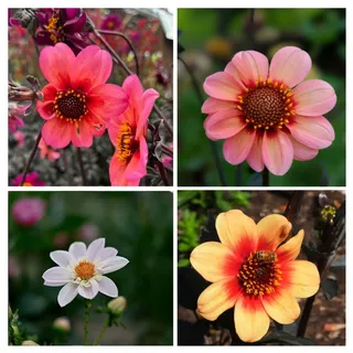 Plant in a Box - Dahlien - 3er Set - Dahlia 'Happy Single Mix' - Dahlienknollen - Mehrfarbig