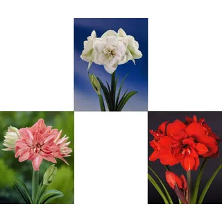 Generisch 3er Set riesengroße XXL Amaryllis (Zwiebelgröße 34/36) Hippeastrum, Ritterstern, 3 Verschiedene Amarylliszwiebeln