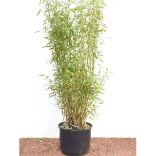 pflanzen-für-dich.de Fargesia Murieliae Jumbo Bambus Immergrün 60–100 cm