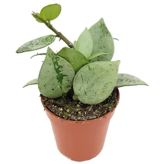 Fangblatt - Hoya lacunosa 'Silver Splash' - Porzellanblume Babypflanze im Ø 6 cm Topf - Wachsblume mit silberfarbigen Laub