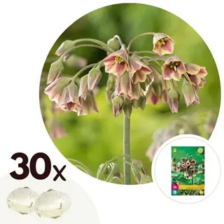 PFLANZENFREUND Blumenzwiebeln Nectaroscordum Siculum Allium 30 Zwiebeln
