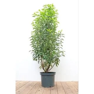 Portugiesischer Kirschlorbeer 100-125 cm Topf Prunus lusitanica Sichtschutz | schmales dunkelgrünes Laub, weiße Blüte Mai-Juni, aufrecht-buschig, sonnig bis halbschattig, Sichtschutz