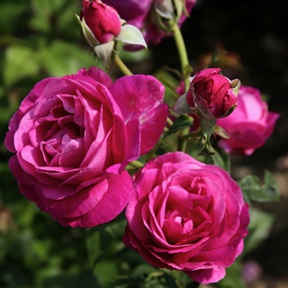 KORDES ROSEN Edelrose, Rosa »Carmen WürthTM«, Blüte: pink, gefüllt