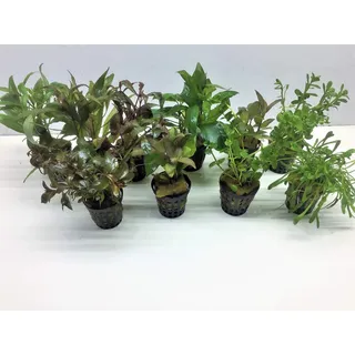 Aquarienpflanzen Set Wasserpflanzen 5 Töpfe. ideal für den Anfänger