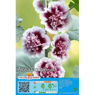 Stockrosenrhizome : Alcea - Stockrose " Double Cassis " 1 Rhizom