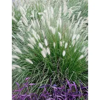 Stauden Gänge 3 x Pennisetum alopecuroides im 1 Liter Topf (Ziergras/Gräser/Winterhart/Mehrjährig/Staude/Stauden) Lampenputzergras - Weiche Halme für bewegte Gartenszenen