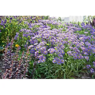 Pflanzen Für Dich Aster x frikartii Mönch Sommeraster Ca. 9x9 cm Topf