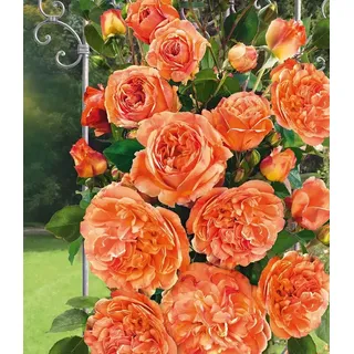 BALDUR Garten Kletterpflanze Kletterrose 'Papi Delbard®', 1 St., Kletterpflanze, winterhart, mehrjährig, duftend, pflegeleicht orange