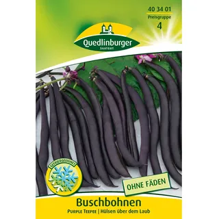 Quedlinburger Buschbohnen ''Purple Teepee''