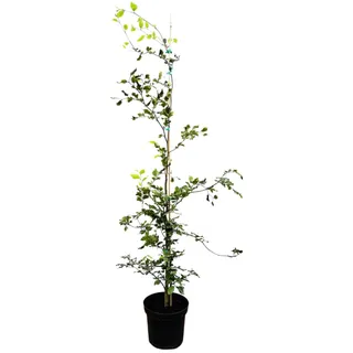 Pflanzen Für Dich Fagus sylvatica 125–150 cm