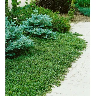 Kriechmispel Cotoneaster dammeri Radicans 10er-Set Bodendecker winterhart | 10er Set, bodendeckend, robust, blühend, bienenfreundlich, sonnig bis halbschattig, schnittverträglich