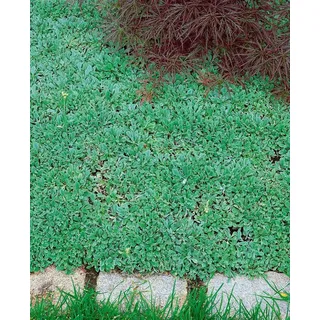 Pflanzen Für Dich Antennaria Dioica Var.Borealis Katzenpfötchen Ca. 9x9 cm Topf