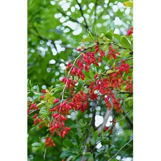 Pflanzen Für Dich Berberis vulgaris 40-60